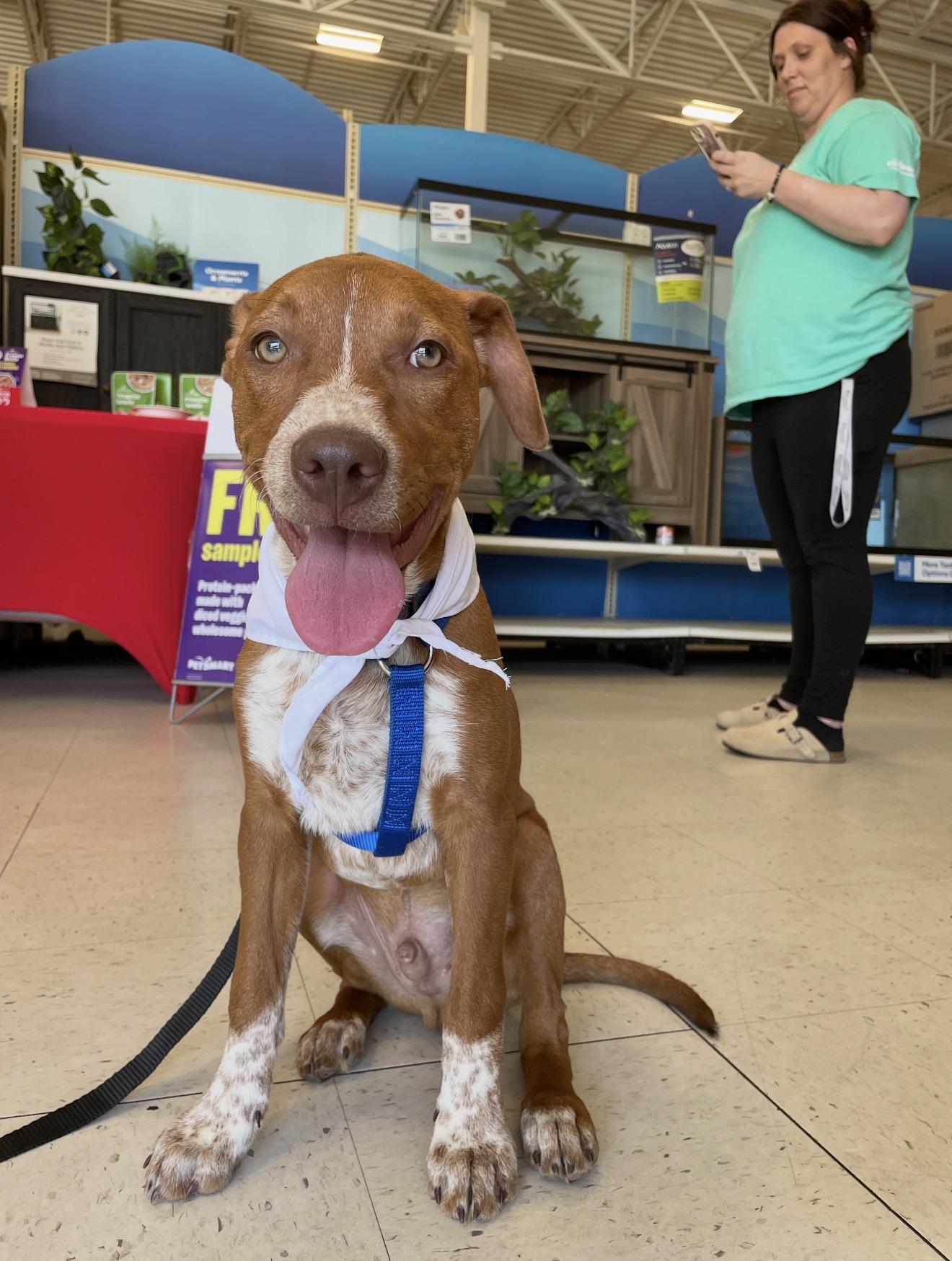 Rory , ADOPTABLE, Puppy Male Australian Cattle Dog / Blue Heeler.
