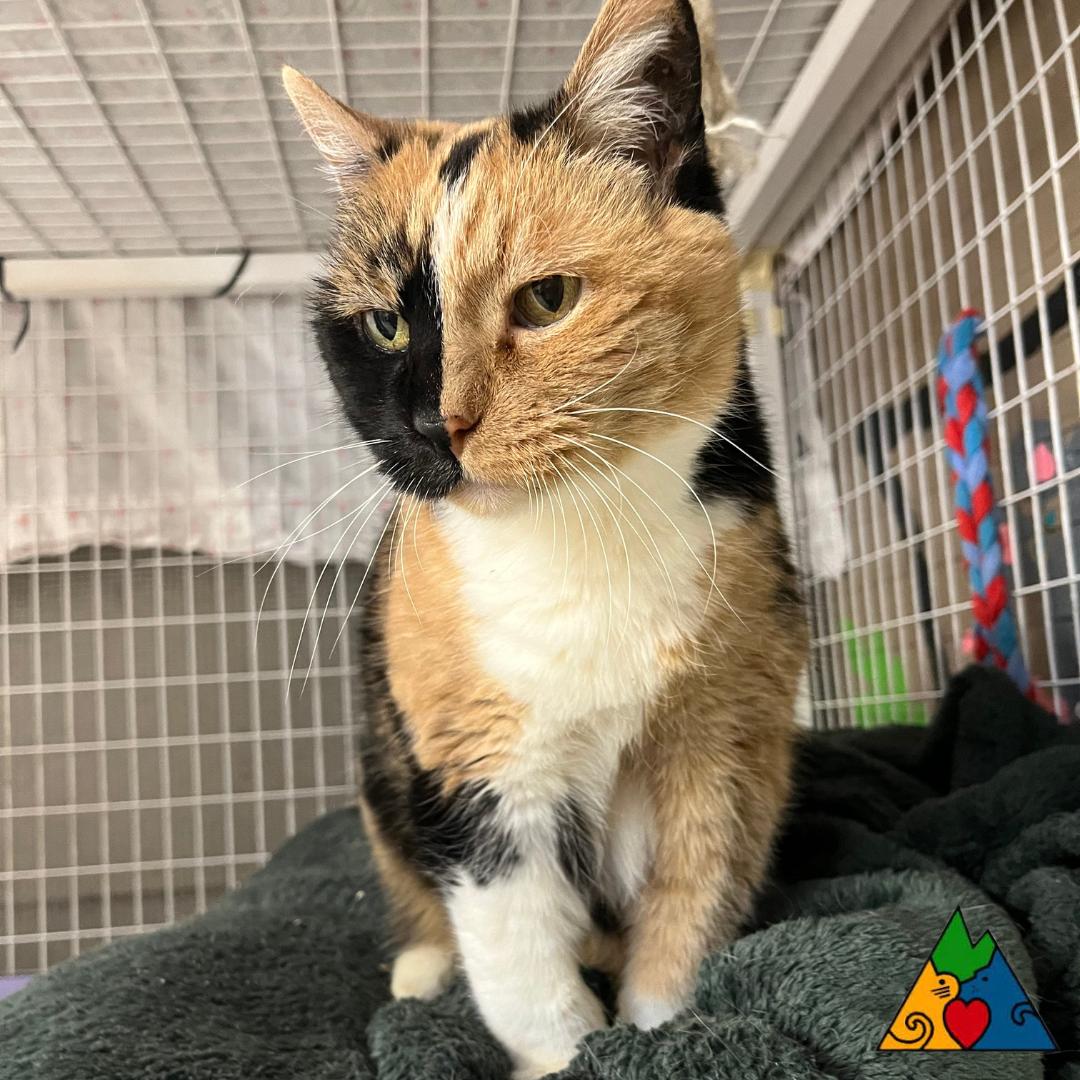 Enlarge Sassy, a ADOPTABLE Domestic Short Hair in Douglas, WY image 2/2