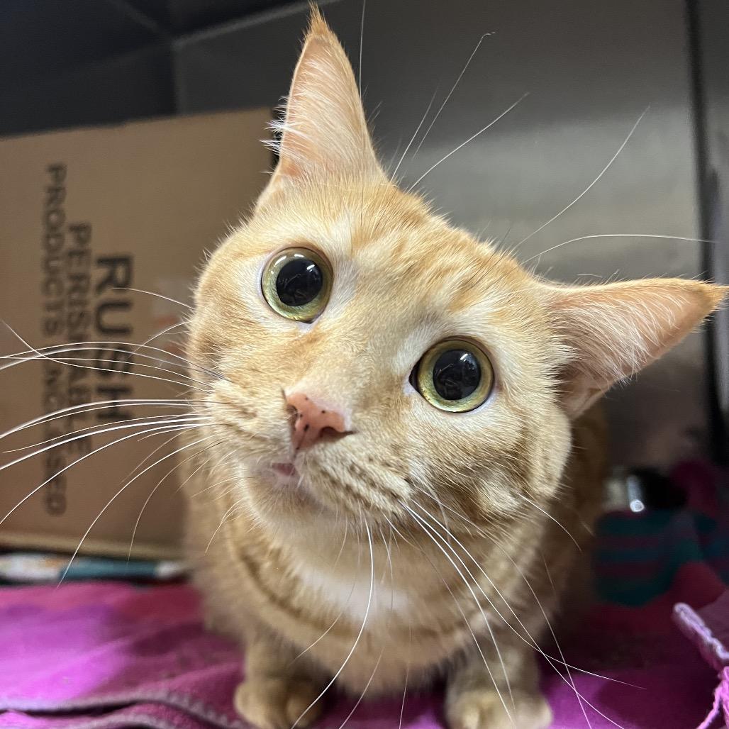 Wendy, Adoptable, Adult Female Domestic Short Hair.