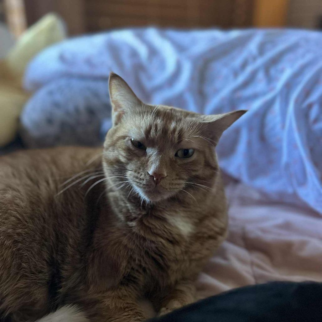 Wendy, a Adoptable Domestic Short Hair image 2/6