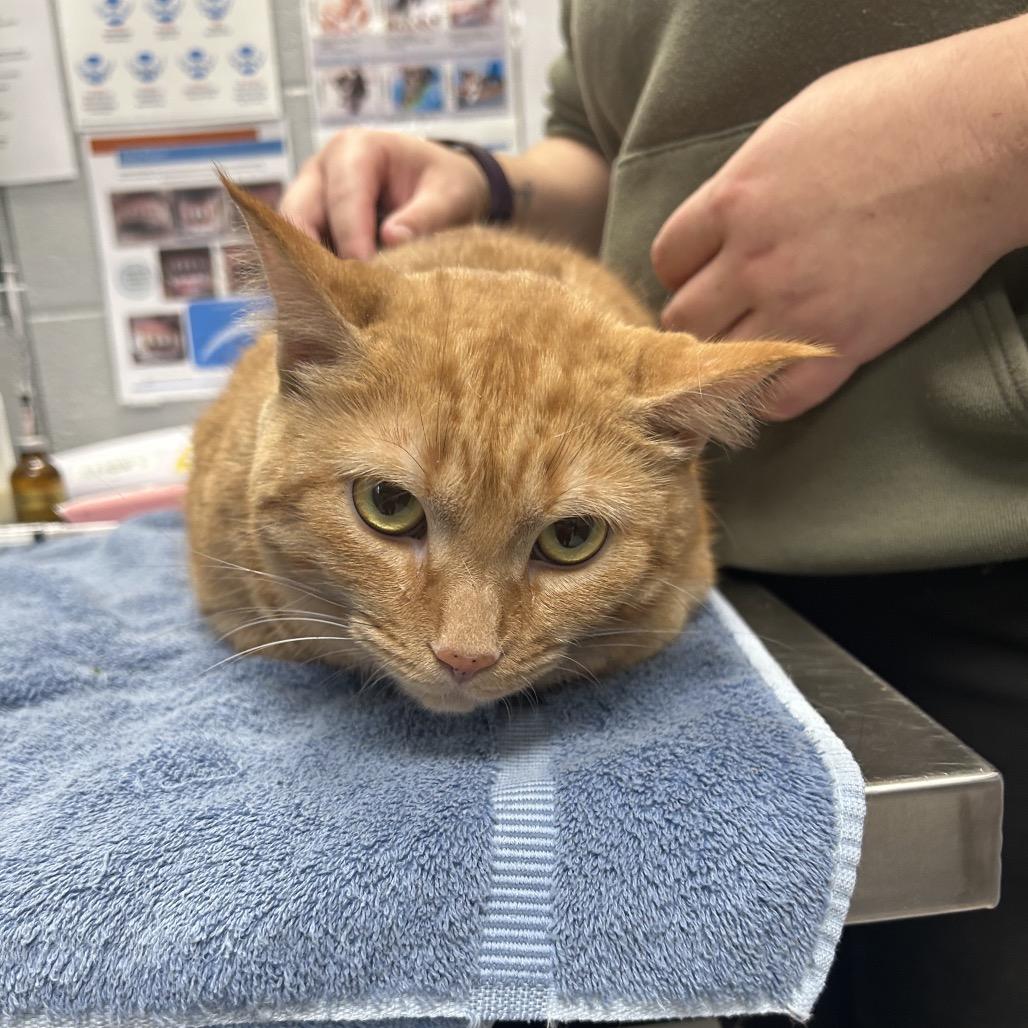 Wendy, a Adoptable Domestic Short Hair image 3/6