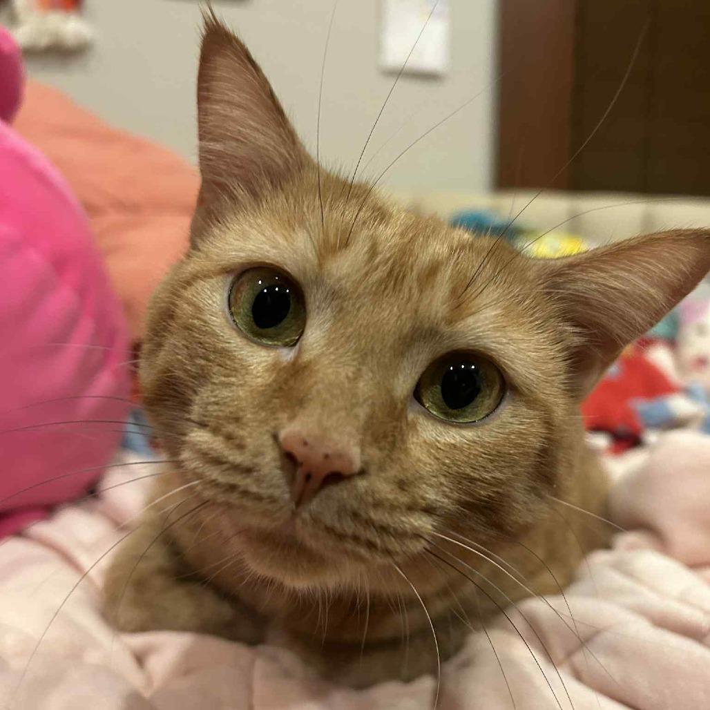 Wendy, a Adoptable Domestic Short Hair image 4/6