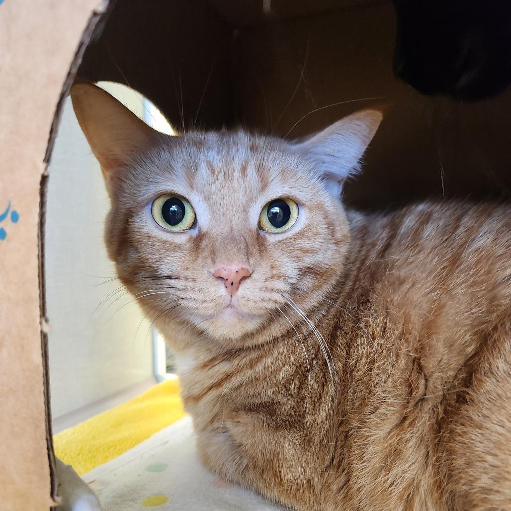 Wendy, a Adoptable Domestic Short Hair image 5/6