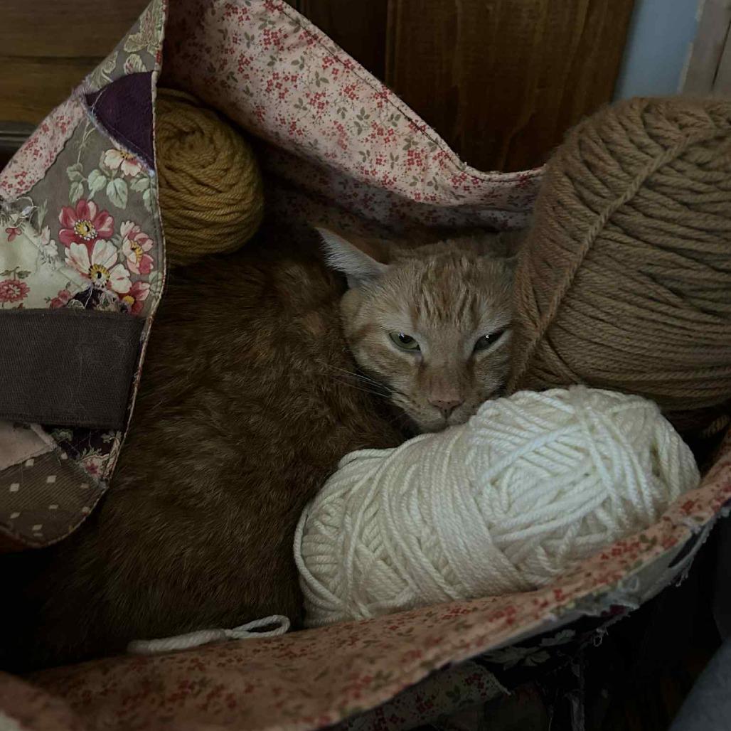 Wendy, a Adoptable Domestic Short Hair image 6/6