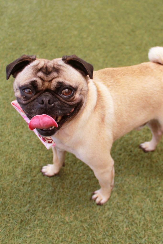 T-Bone, Adoptable, Adult Male Pug.