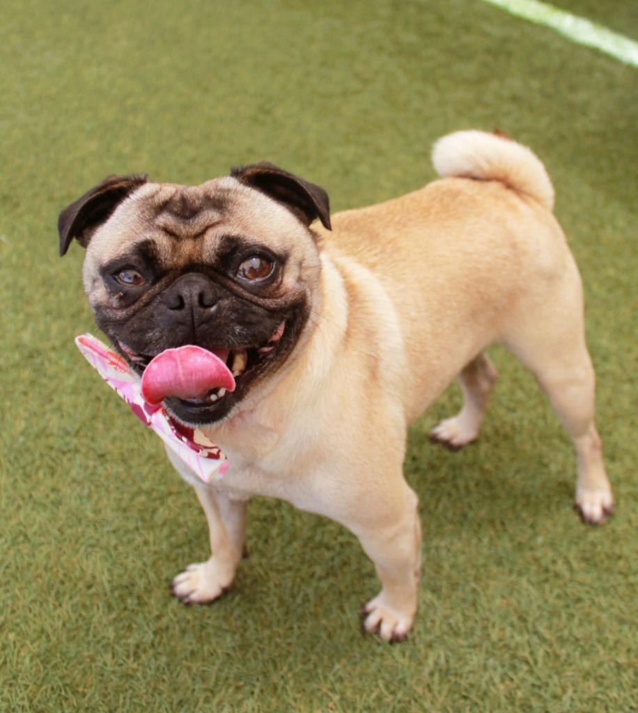Enlarge T-Bone, a Adoptable Pug in Gardena, CA image 2/6