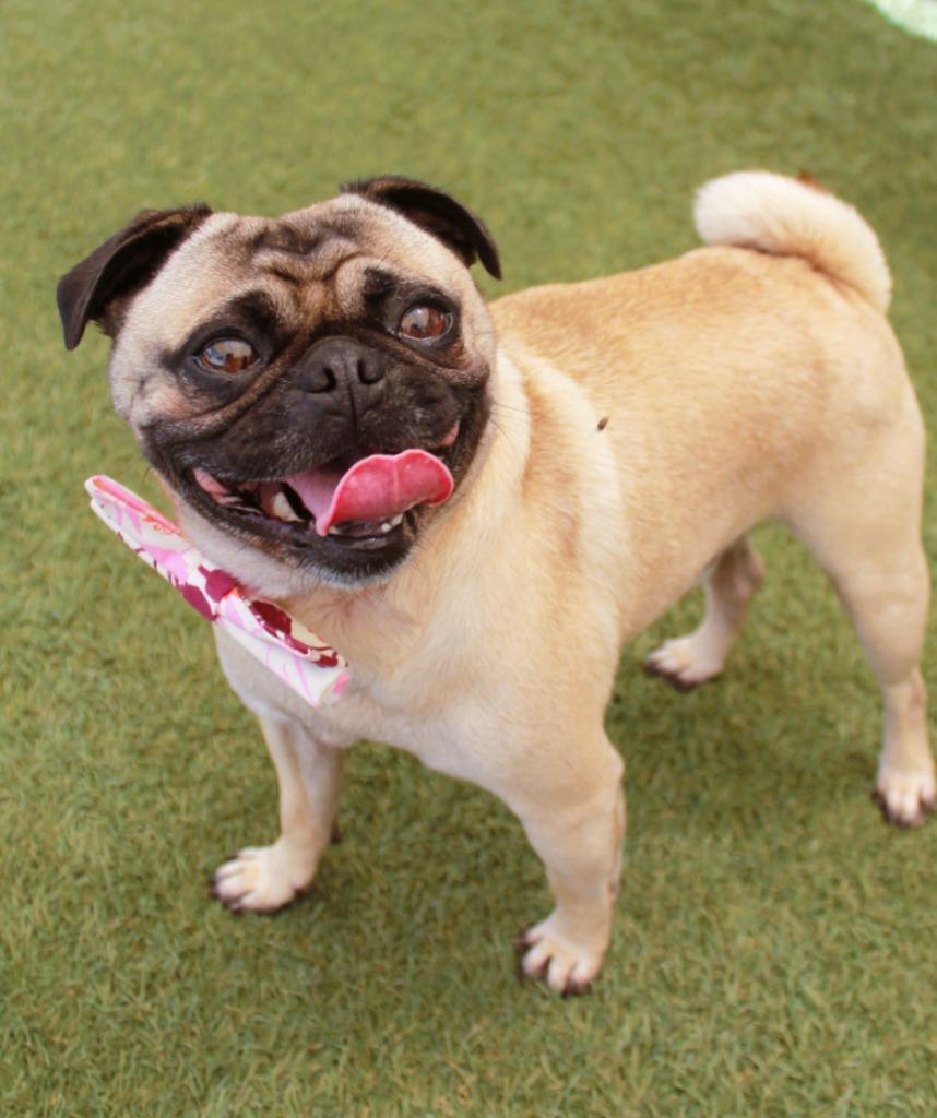 Enlarge T-Bone, a Adoptable Pug in Gardena, CA image 3/6