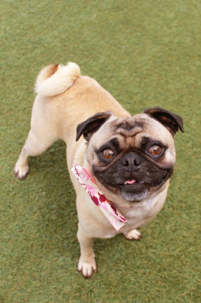 Enlarge T-Bone, a Adoptable Pug in Gardena, CA image 4/6