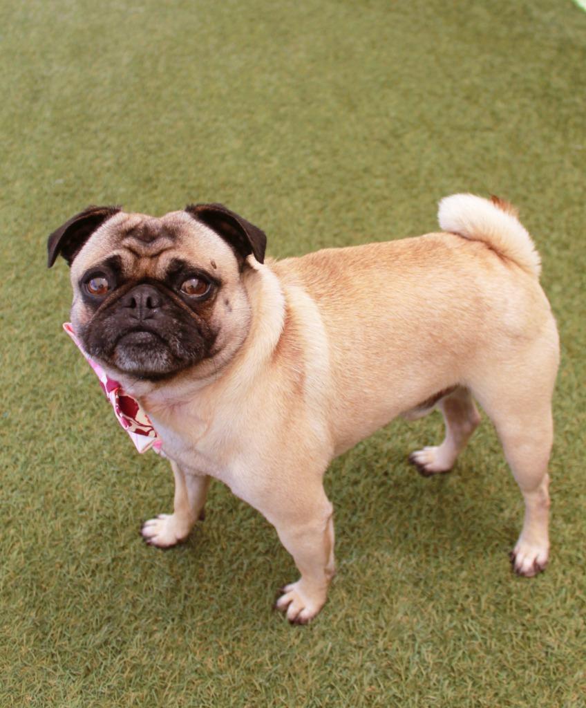 Enlarge T-Bone, a Adoptable Pug in Gardena, CA image 5/6