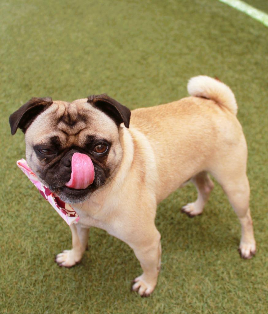Enlarge T-Bone, a Adoptable Pug in Gardena, CA image 6/6