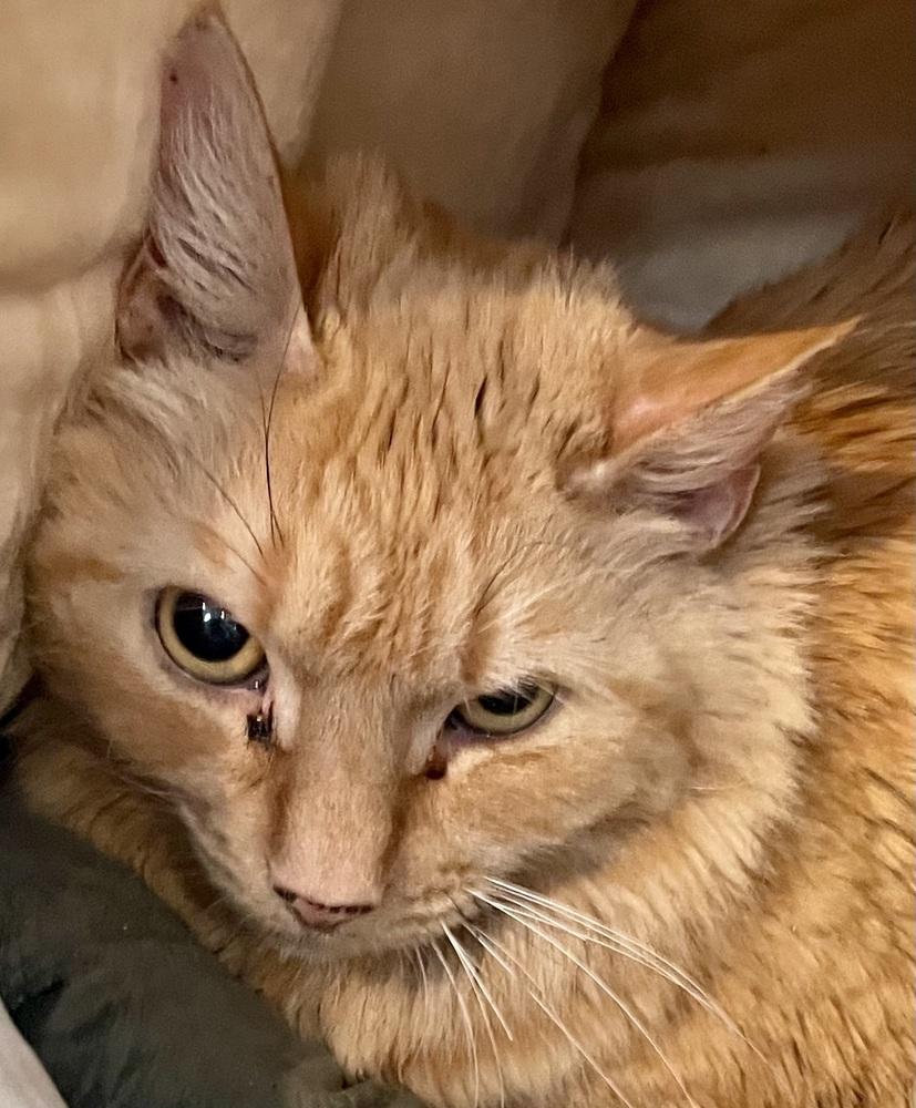 Oshima, Adoptable, Adult Male Domestic Medium Hair.