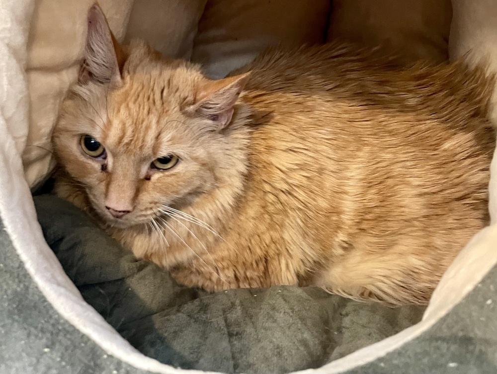 Enlarge W2 Oshima, a Adoptable mixed breed in Southbury, CT image 2/2