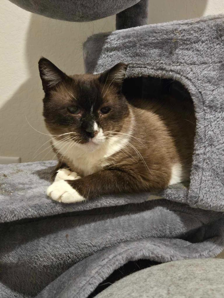 Milkshake, Adoptable, Senior Male Siamese & Domestic Short Hair.