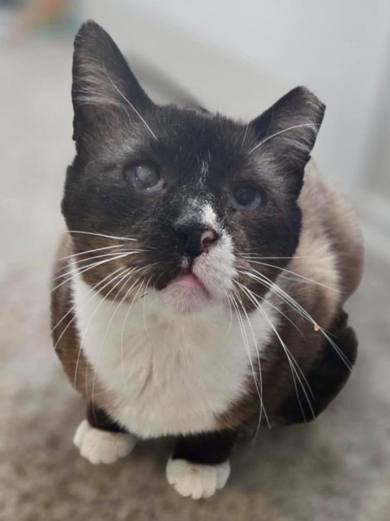 Milkshake, Adoptable, Senior Male Siamese & Domestic Short Hair.