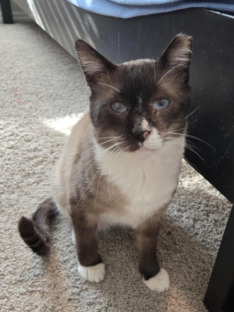 Enlarge Milkshake, a Adoptable mixed breed in New Braunfels, TX image 4/6