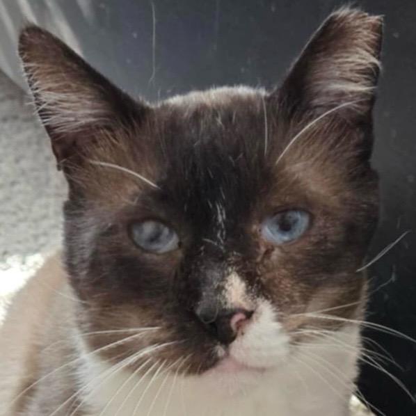 Milkshake, a Adoptable mixed breed in New Braunfels, TX image 3/6