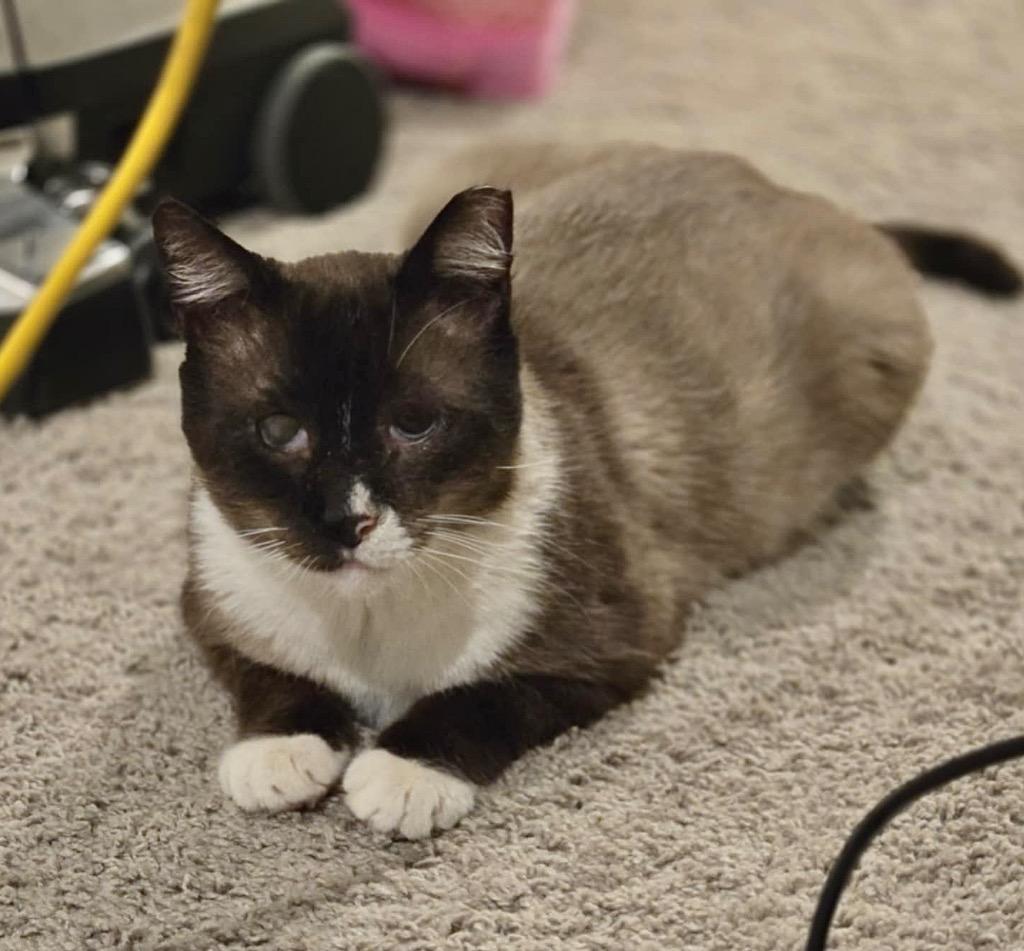 Enlarge Milkshake, a Adoptable mixed breed in New Braunfels, TX image 6/6