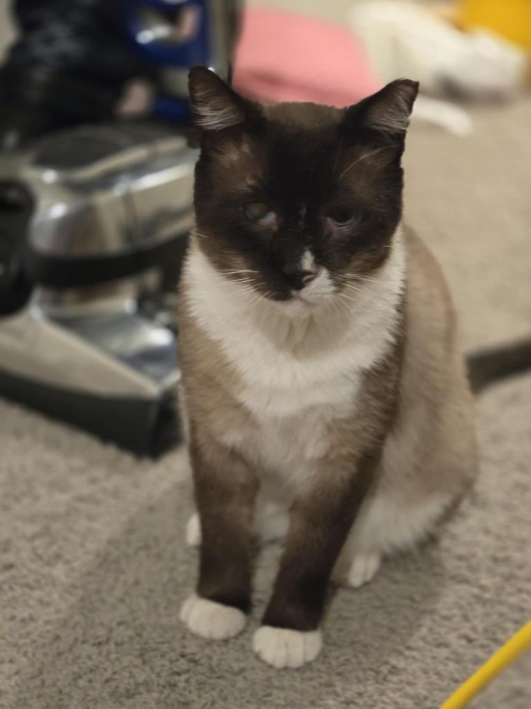 Milkshake, a Adoptable mixed breed in New Braunfels, TX image 5/6