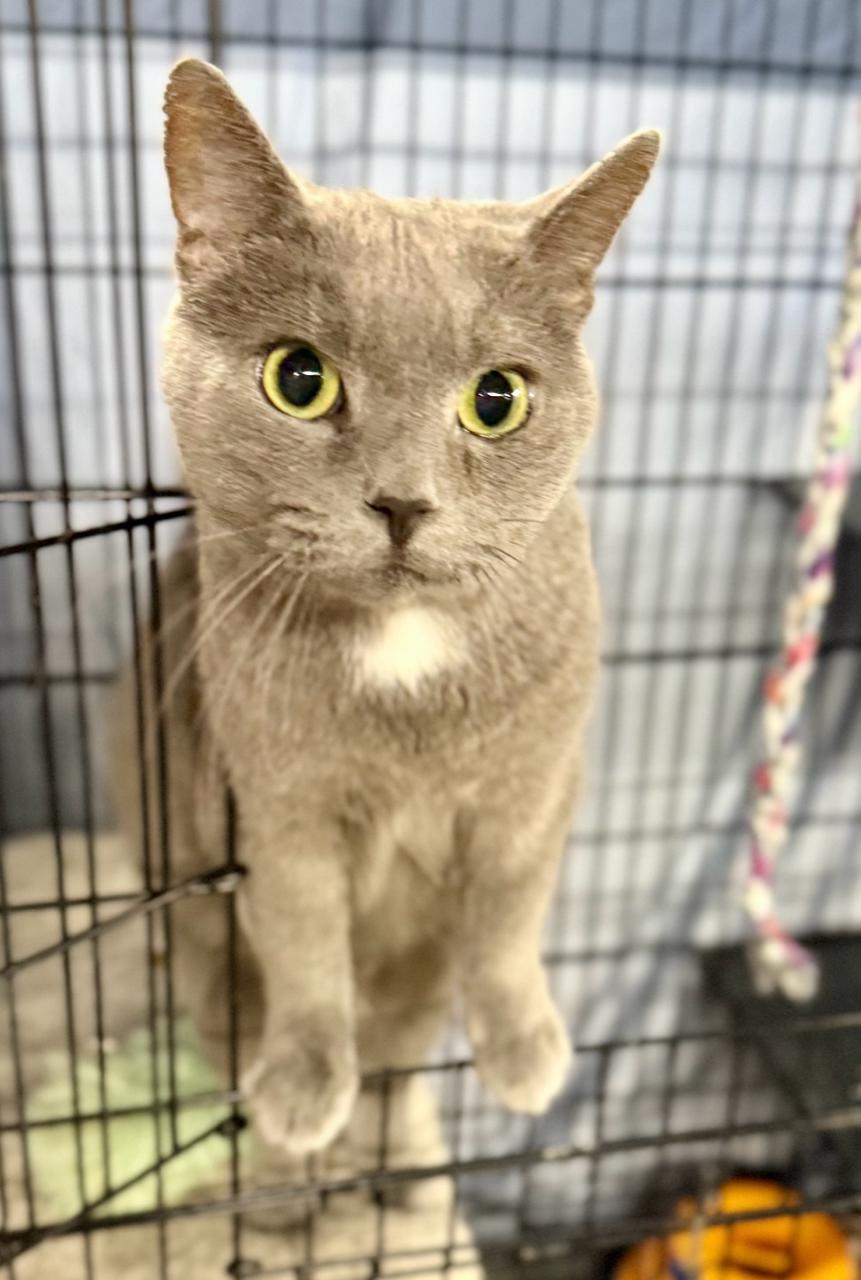 Huck Finn NC, Adopted, Adult Male Domestic Short Hair.
