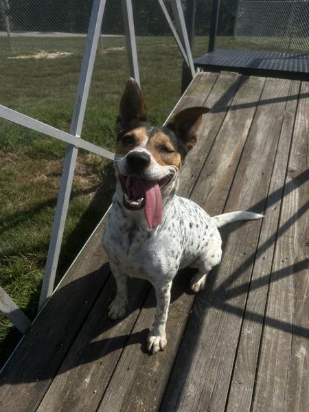 Enlarge Poli, a Adoptable mixed breed in Osage Beach, MO image 1/1