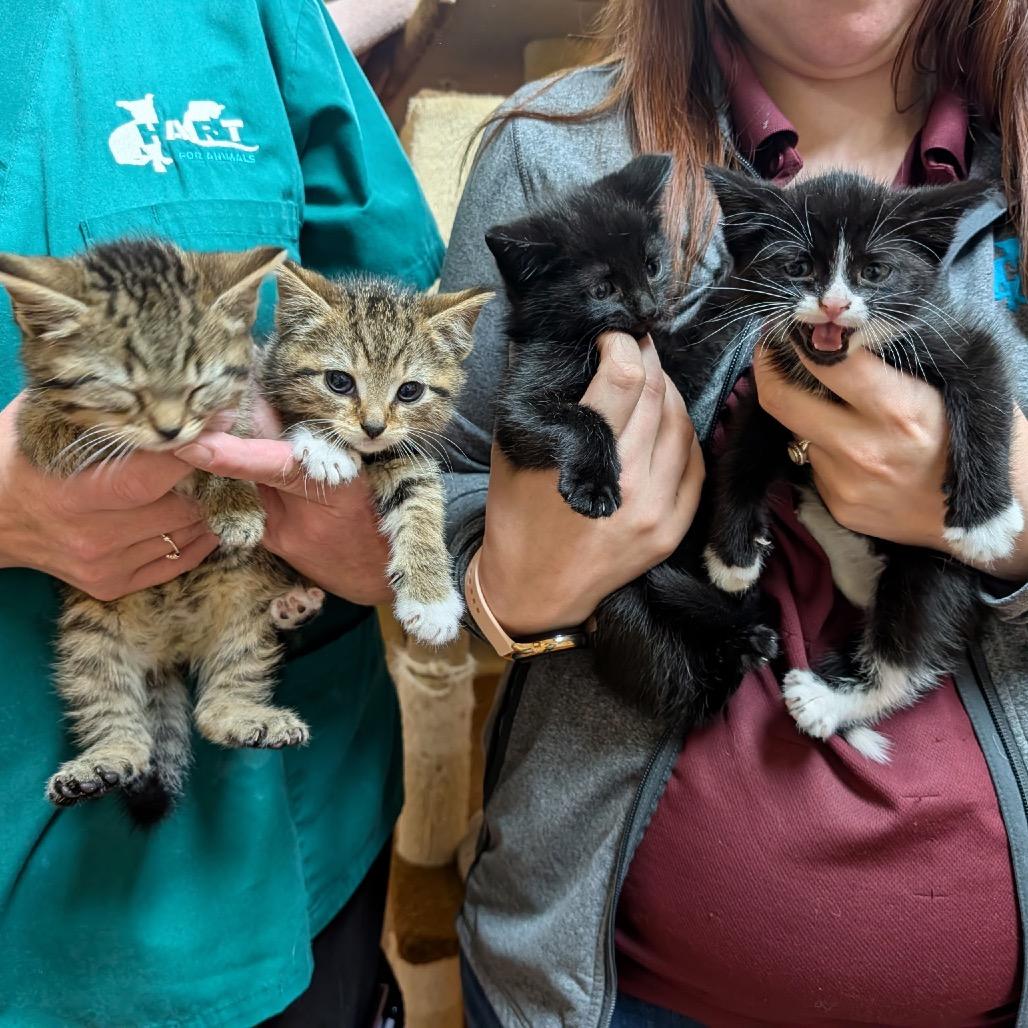 Chobani and Dannon, Adoptable, Kitten Female Domestic Short Hair.
