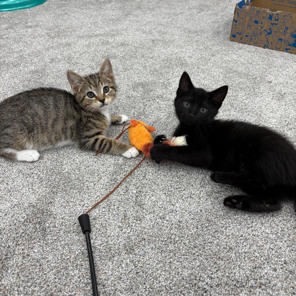 Enlarge Chobani and Dannon, a Adoptable Domestic Short Hair in Potomac, MD image 2/6