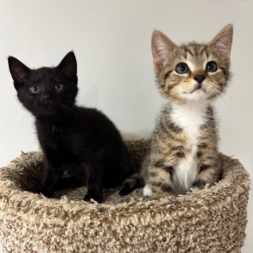 Enlarge Chobani and Dannon, a Adoptable Domestic Short Hair in Potomac, MD image 3/6