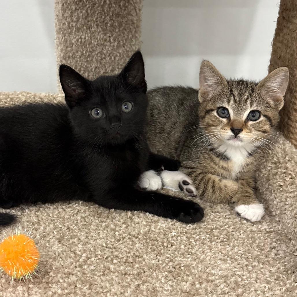 Enlarge Chobani and Dannon, a Adoptable Domestic Short Hair in Potomac, MD image 4/6