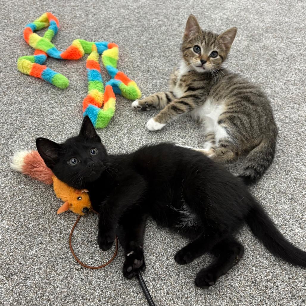 Enlarge Chobani and Dannon, a Adoptable Domestic Short Hair in Potomac, MD image 5/6