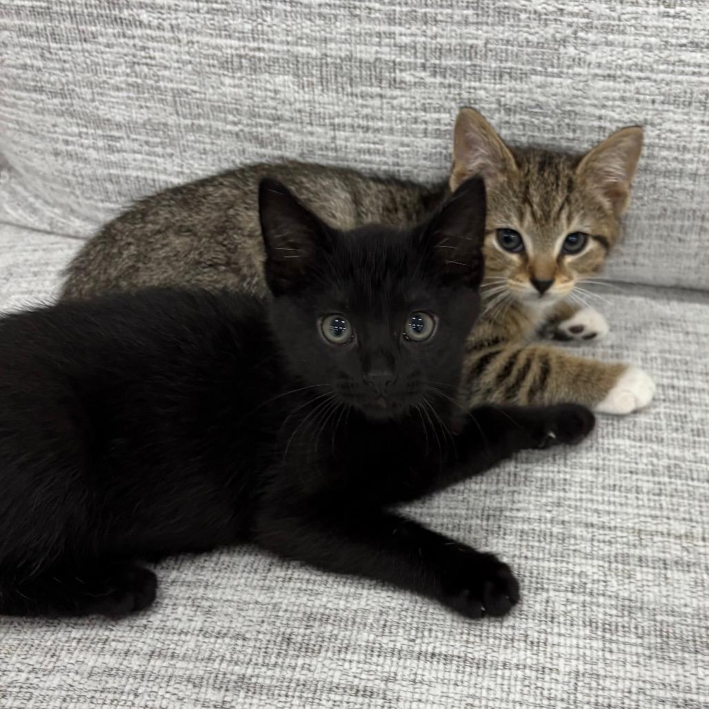 Enlarge Chobani and Dannon, a Adoptable Domestic Short Hair in Potomac, MD image 6/6