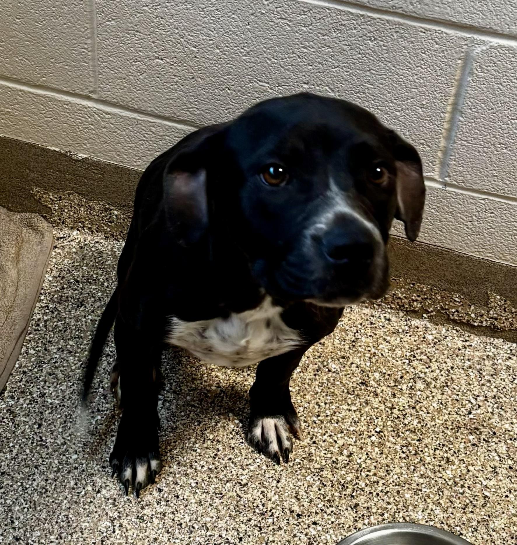 Sludge, adopted, Young Male Pit Bull Terrier.