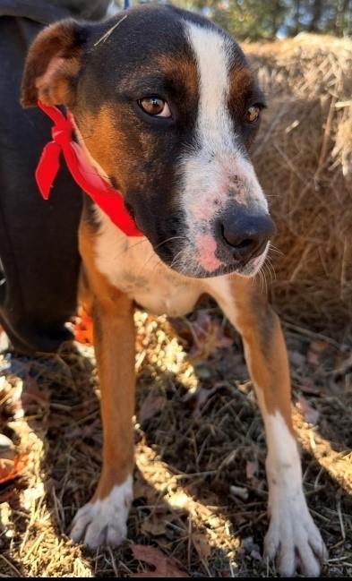 Enlarge Honey Bunny, a ADOPTABLE mixed breed in Clarksville, VA image 1/1