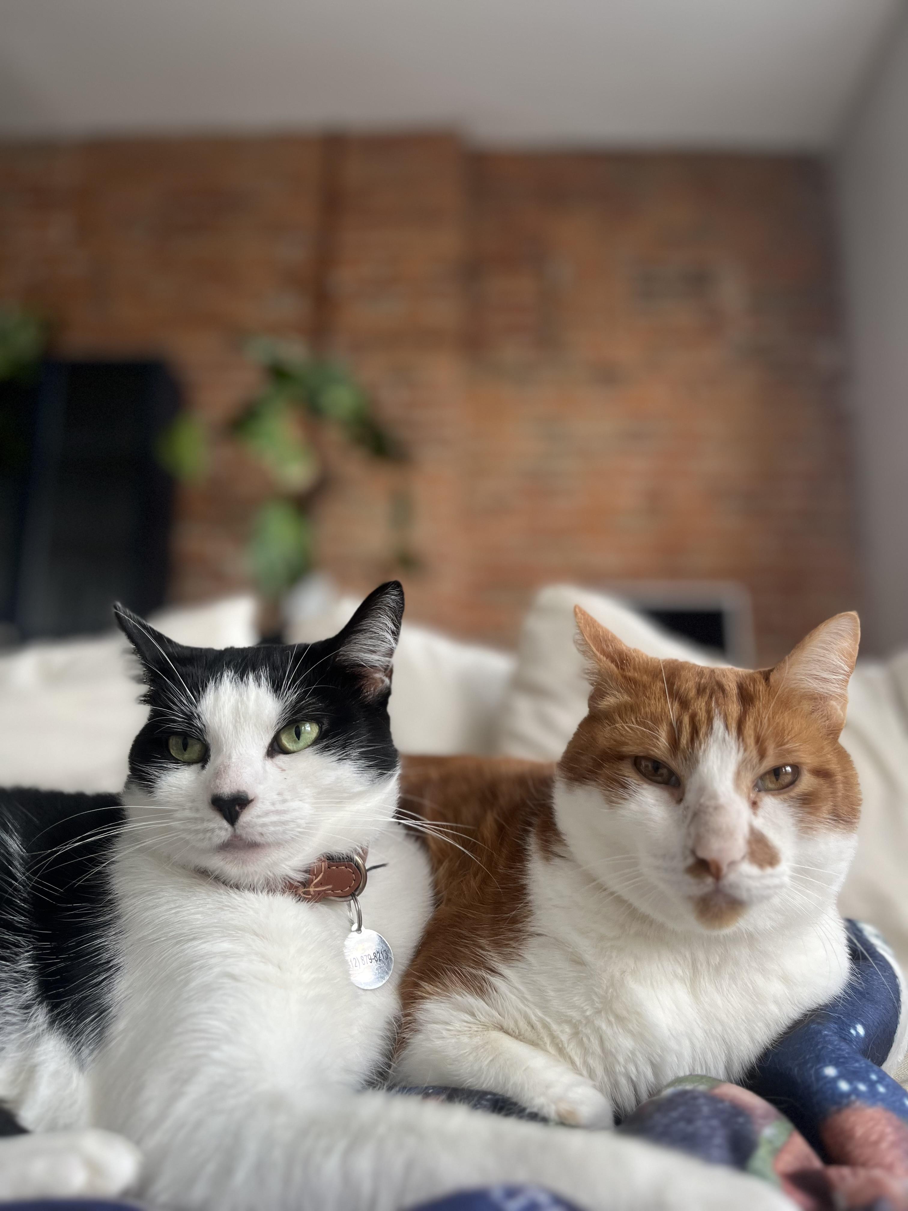 Henry and Ruth, ADOPTABLE, Adult Male Domestic Medium Hair.