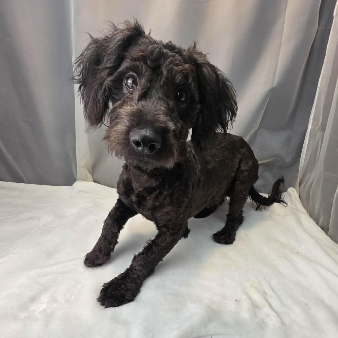 Cheddar, a Adoptable mixed breed in Southfield , MI image 4/6