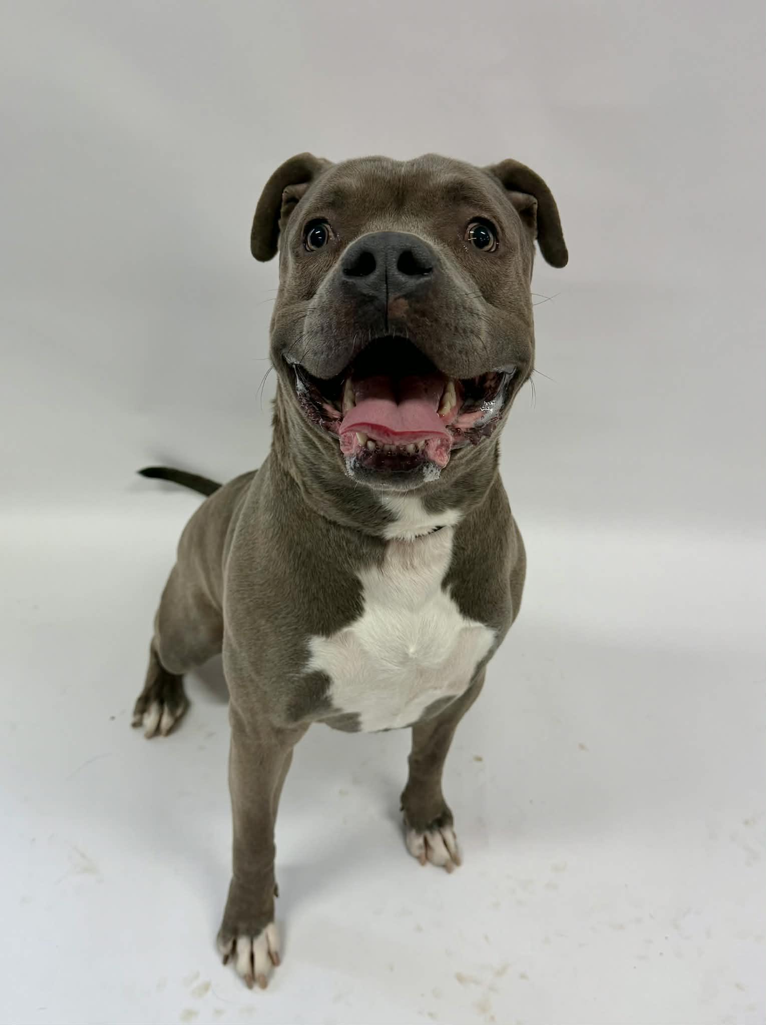 Enlarge Sensai, a ADOPTABLE mixed breed in Shelbyville, KY image 3/3