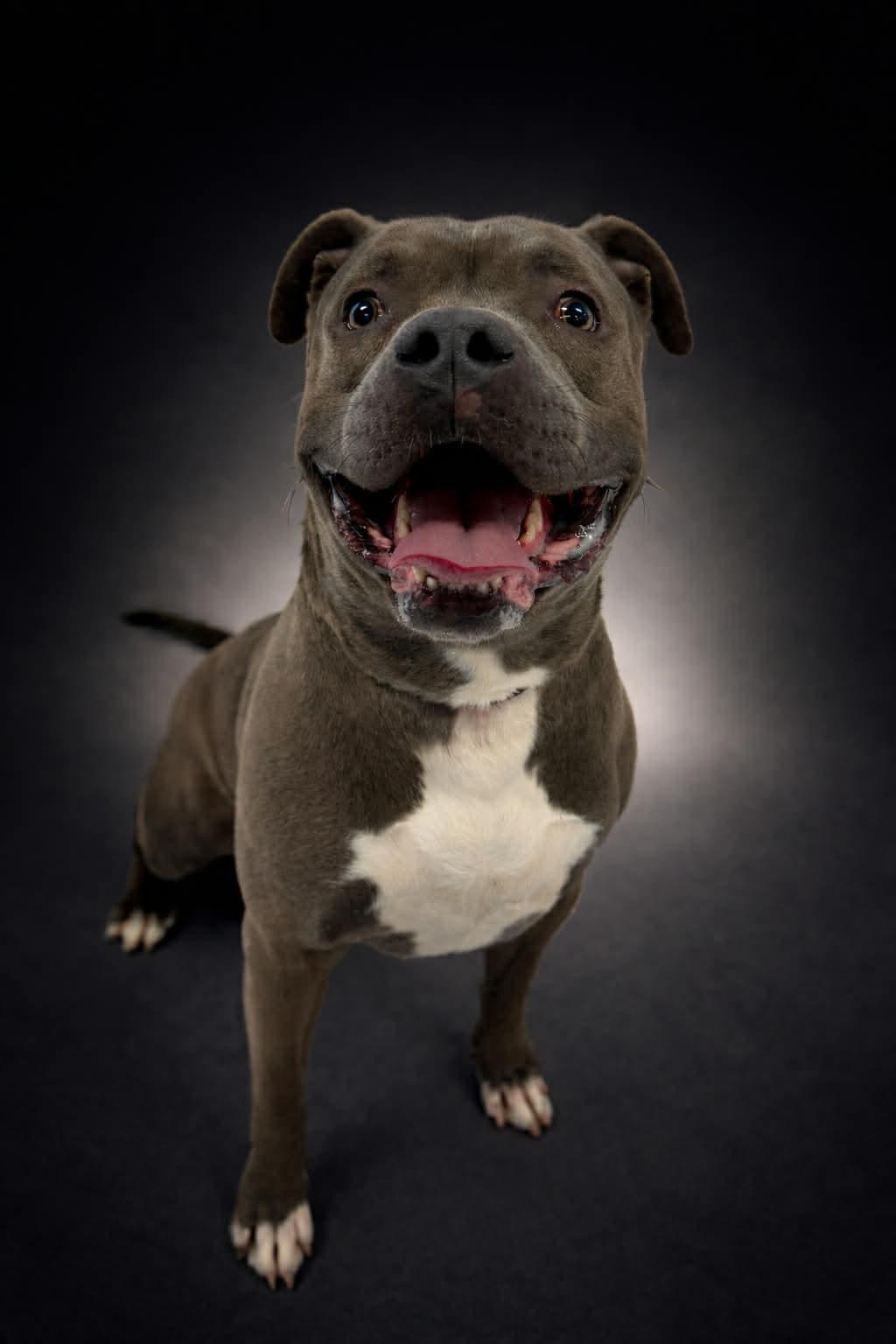 Enlarge Sensai, a ADOPTABLE mixed breed in Shelbyville, KY image 1/3
