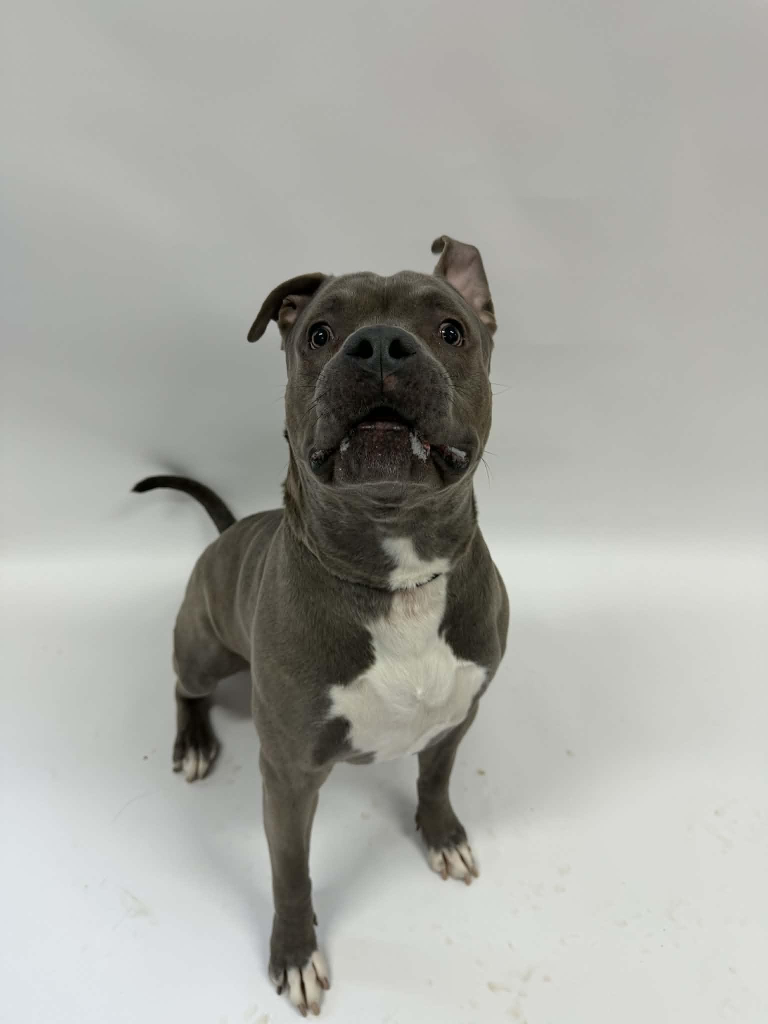 Enlarge Sensai, a ADOPTABLE mixed breed in Shelbyville, KY image 2/3