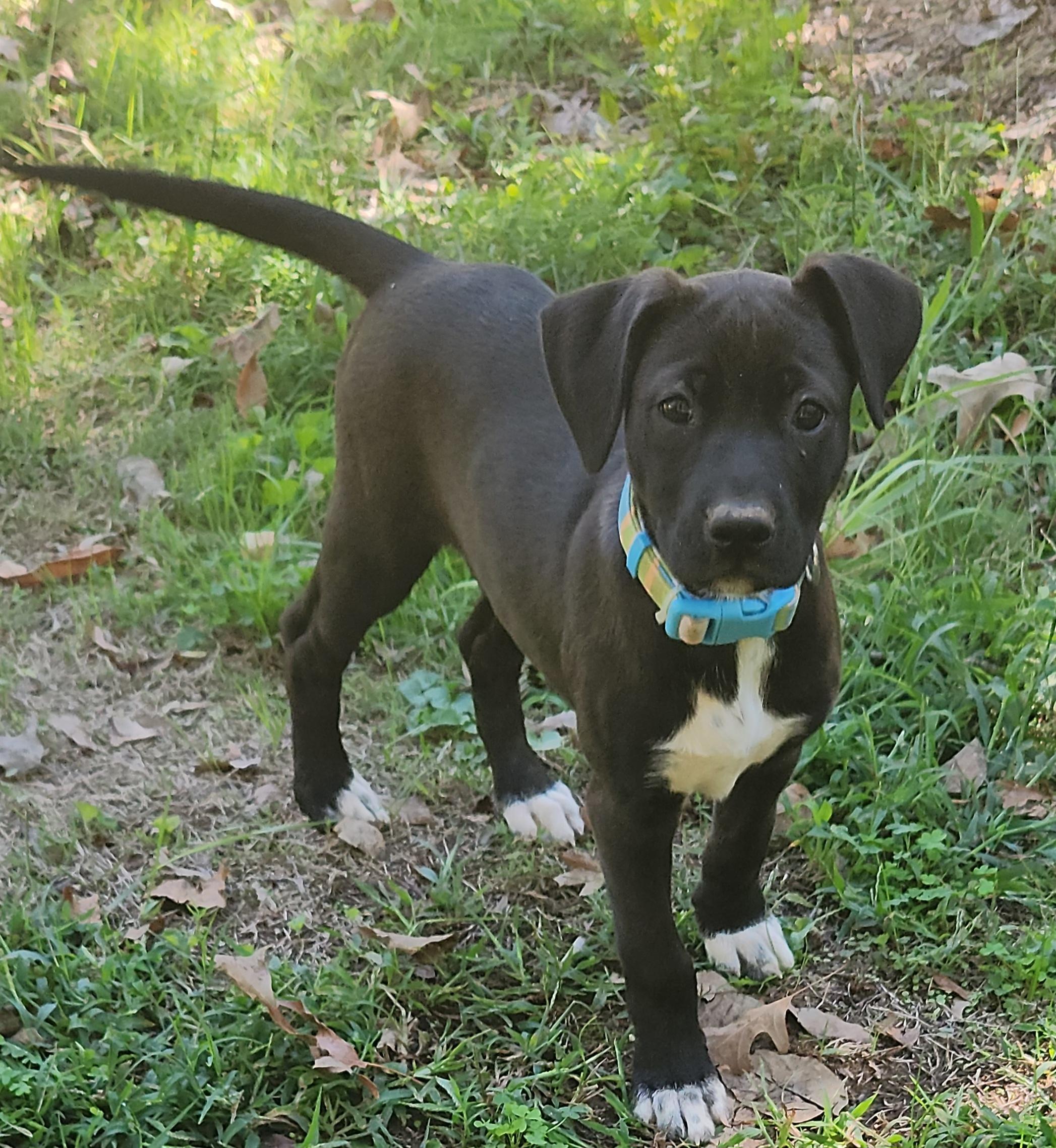 Clove, Adoptable, Puppy Female Labrador Retriever & Terrier.