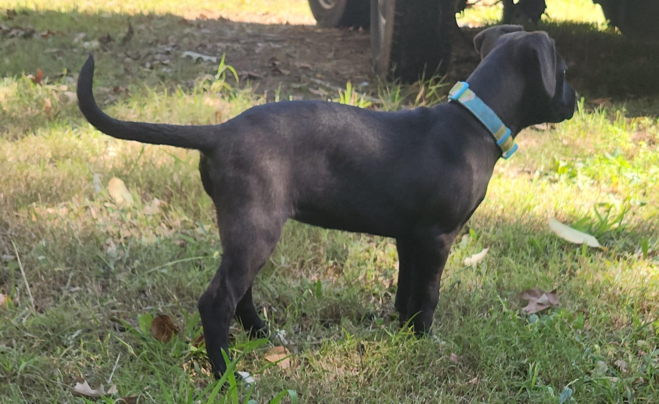 Enlarge Clove, a Adoptable mixed breed in Flintstone, GA image 4/5