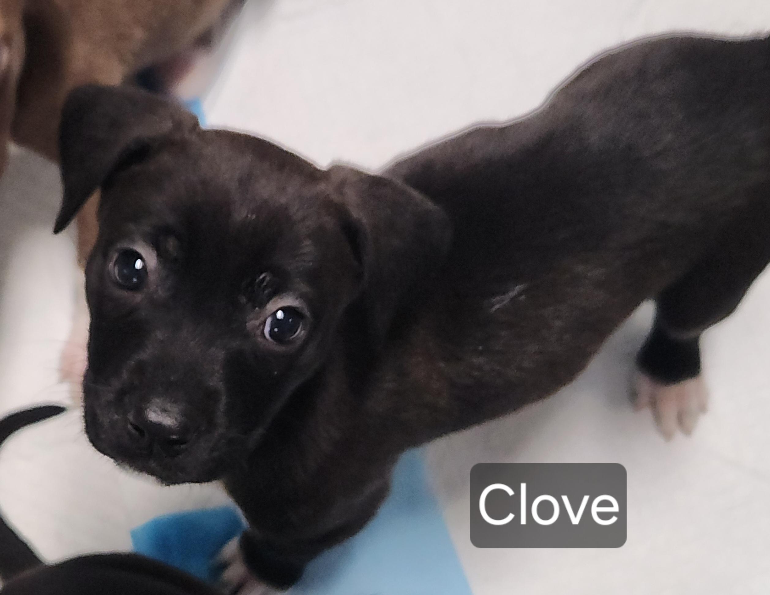 Enlarge Clove, a Adoptable mixed breed in Flintstone, GA image 2/2