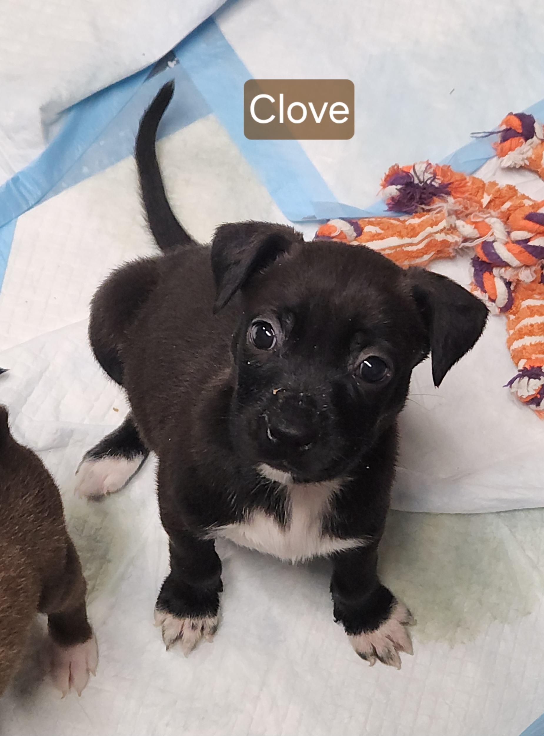 Enlarge Clove, a Adoptable mixed breed in Flintstone, GA image 1/2