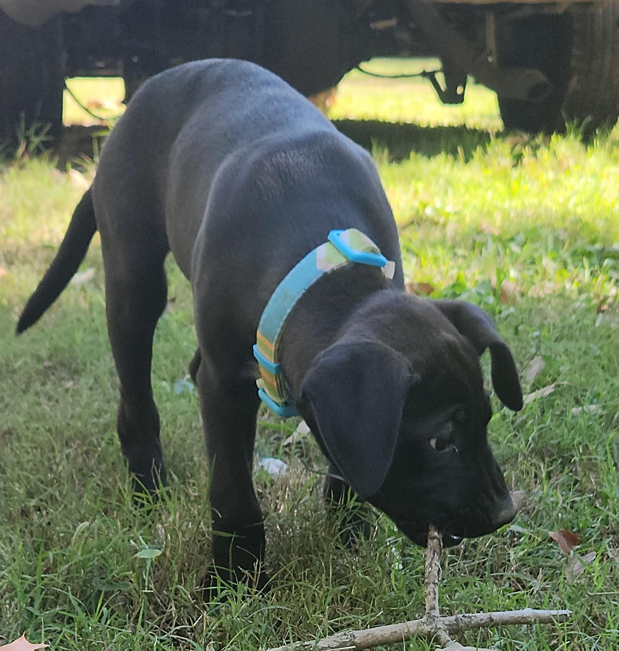 Enlarge Clove, a Adoptable mixed breed in Flintstone, GA image 5/5