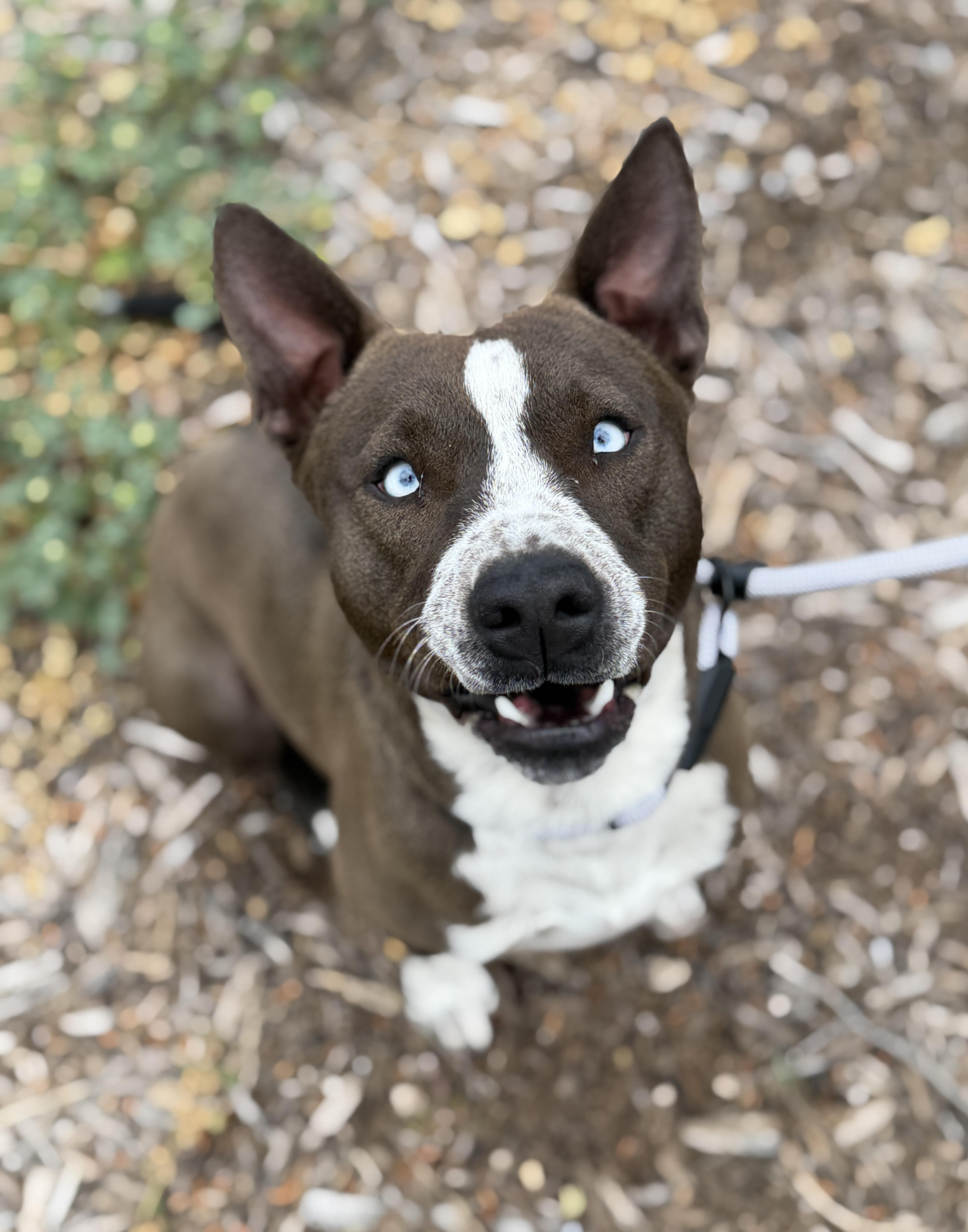 Ringo, ADOPTABLE, Adult Male Pit Bull Terrier & Catahoula Leopard Dog.