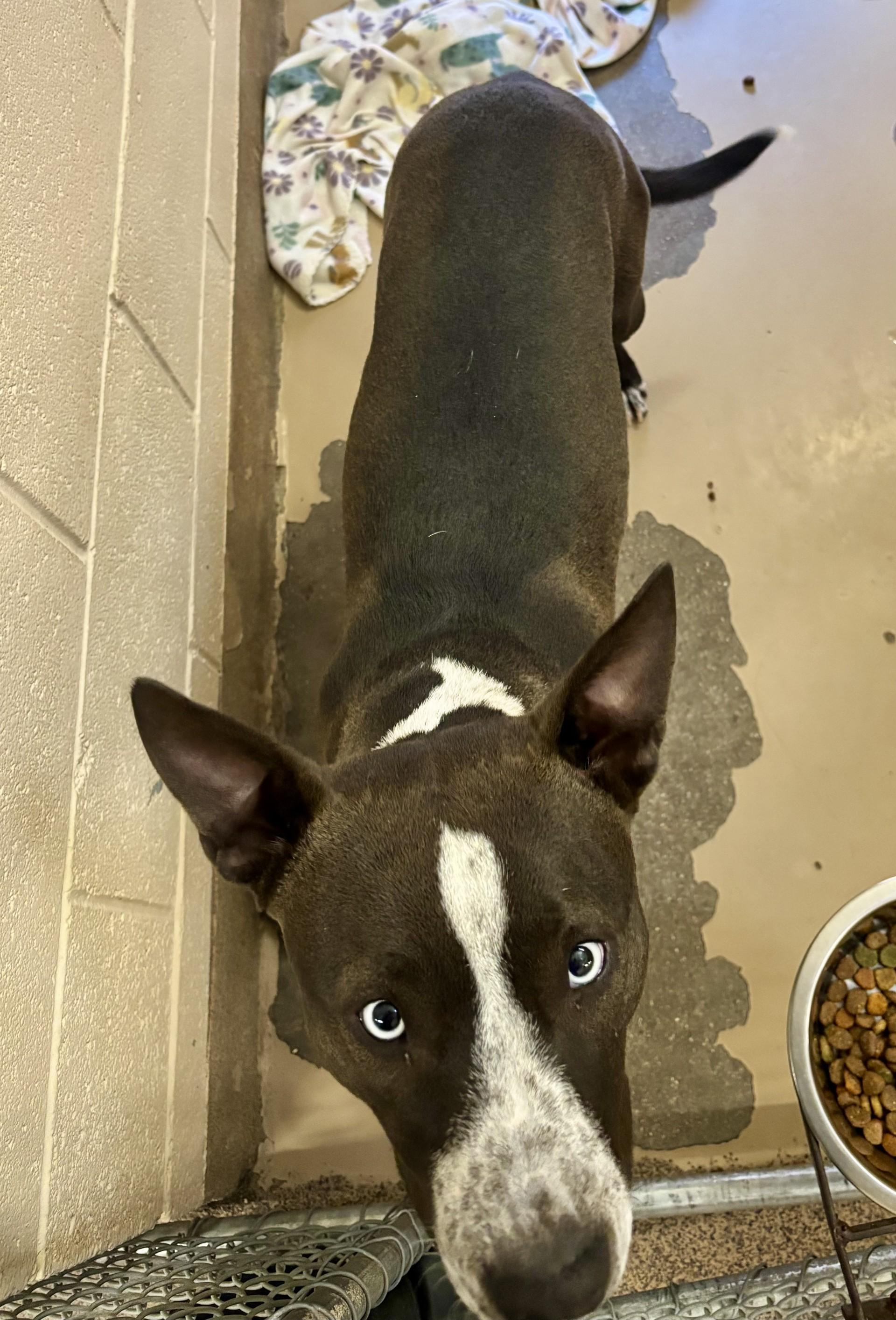 Enlarge Ringo, a ADOPTABLE mixed breed in Sierra Vista, AZ image 3/4