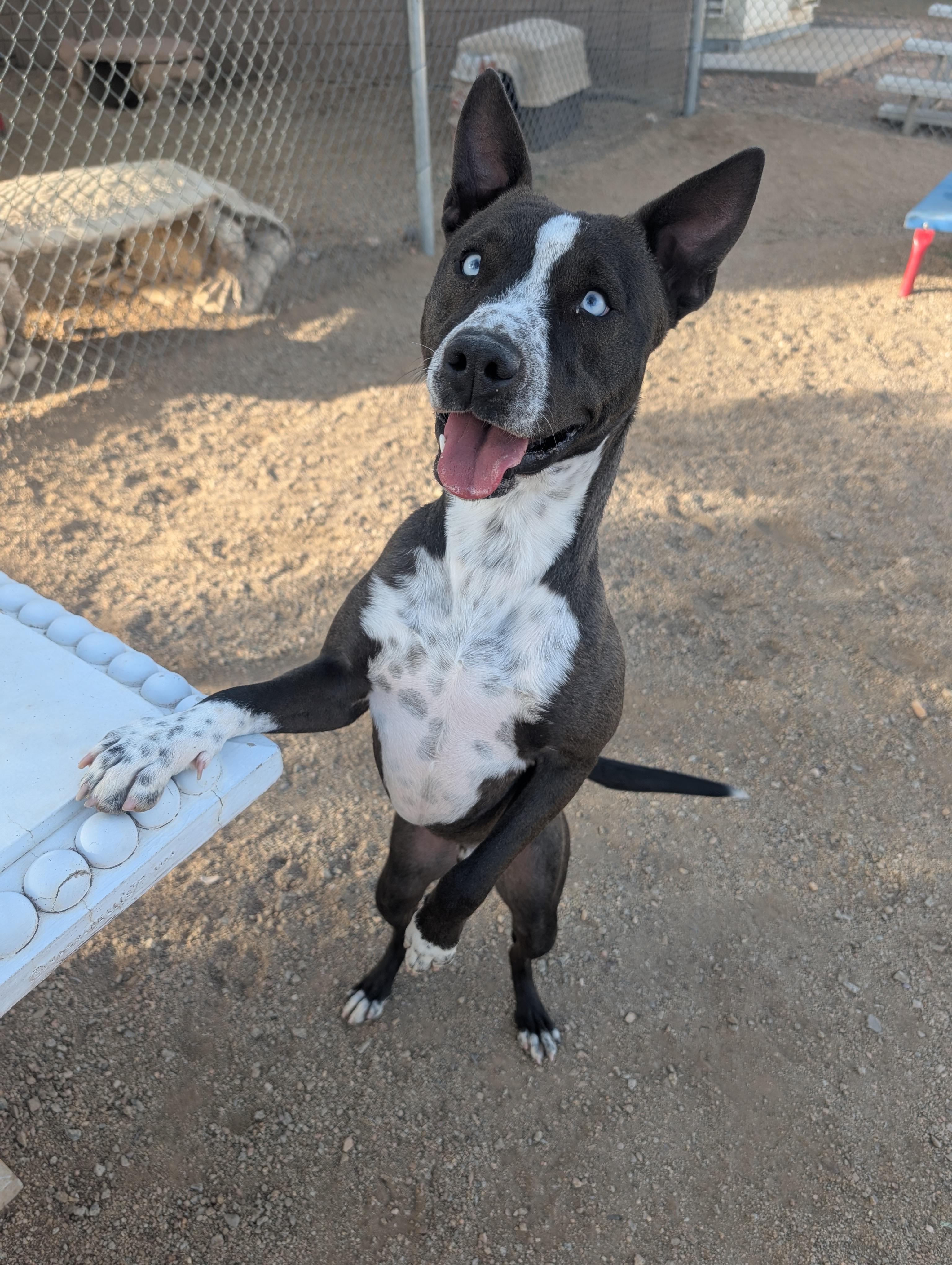 Enlarge Ringo, a ADOPTABLE mixed breed in Sierra Vista, AZ image 2/4