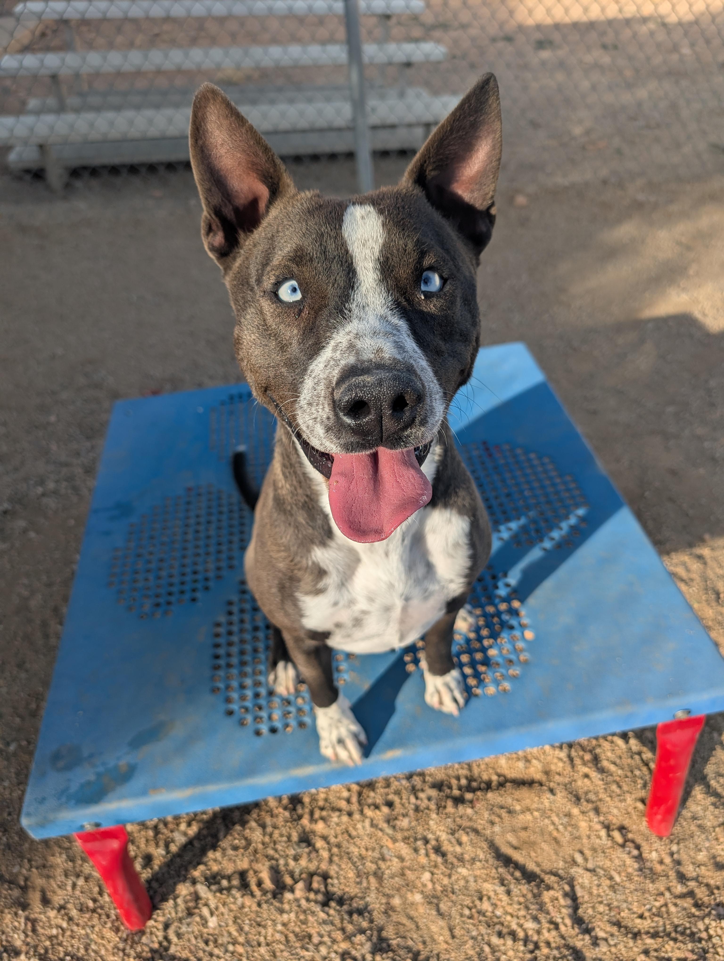 Enlarge Ringo, a ADOPTABLE mixed breed in Sierra Vista, AZ image 4/4
