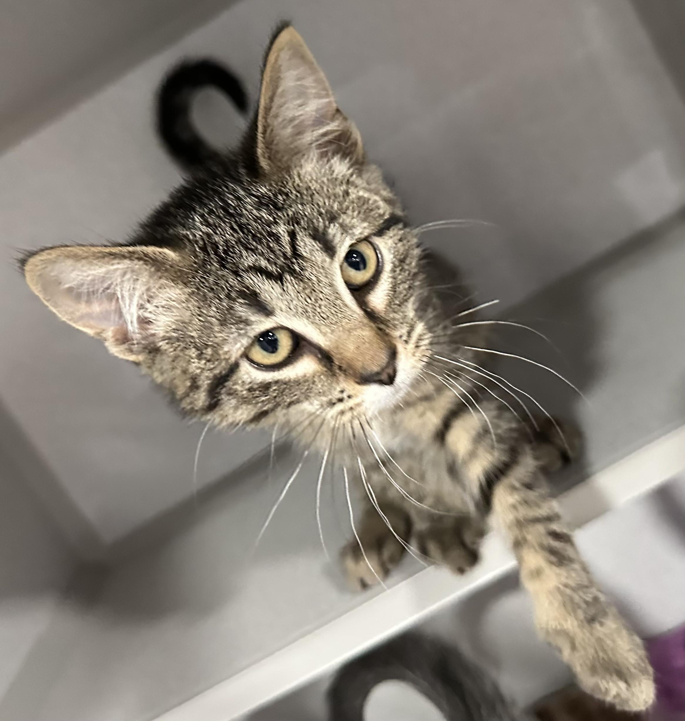 Celine Dion, adopted, Young Female Domestic Short Hair.