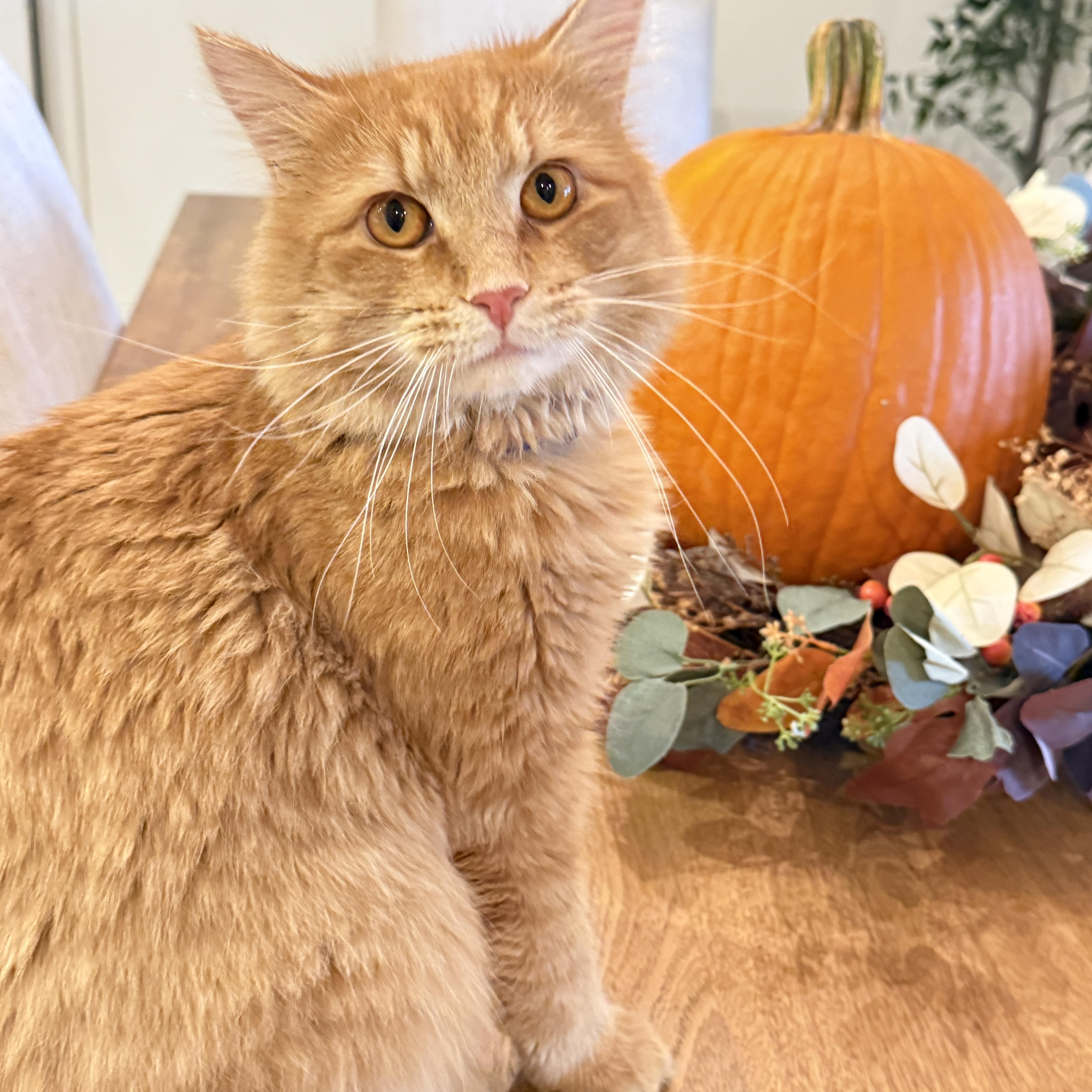 Enlarge Murphy, a Adoptable Domestic Long Hair in Keller, TX image 4/6
