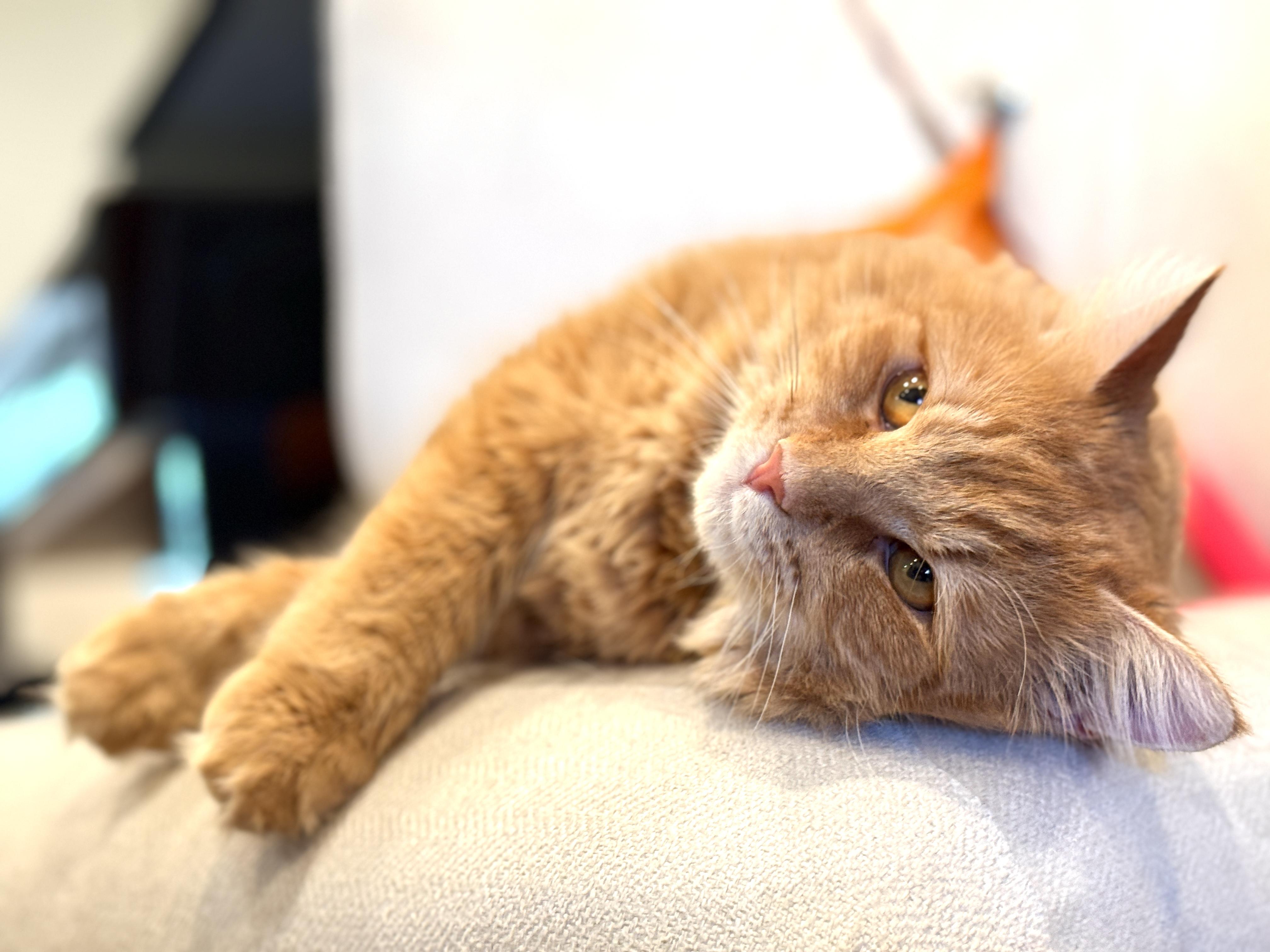 Enlarge Murphy, a Adoptable Domestic Long Hair in Keller, TX image 2/6