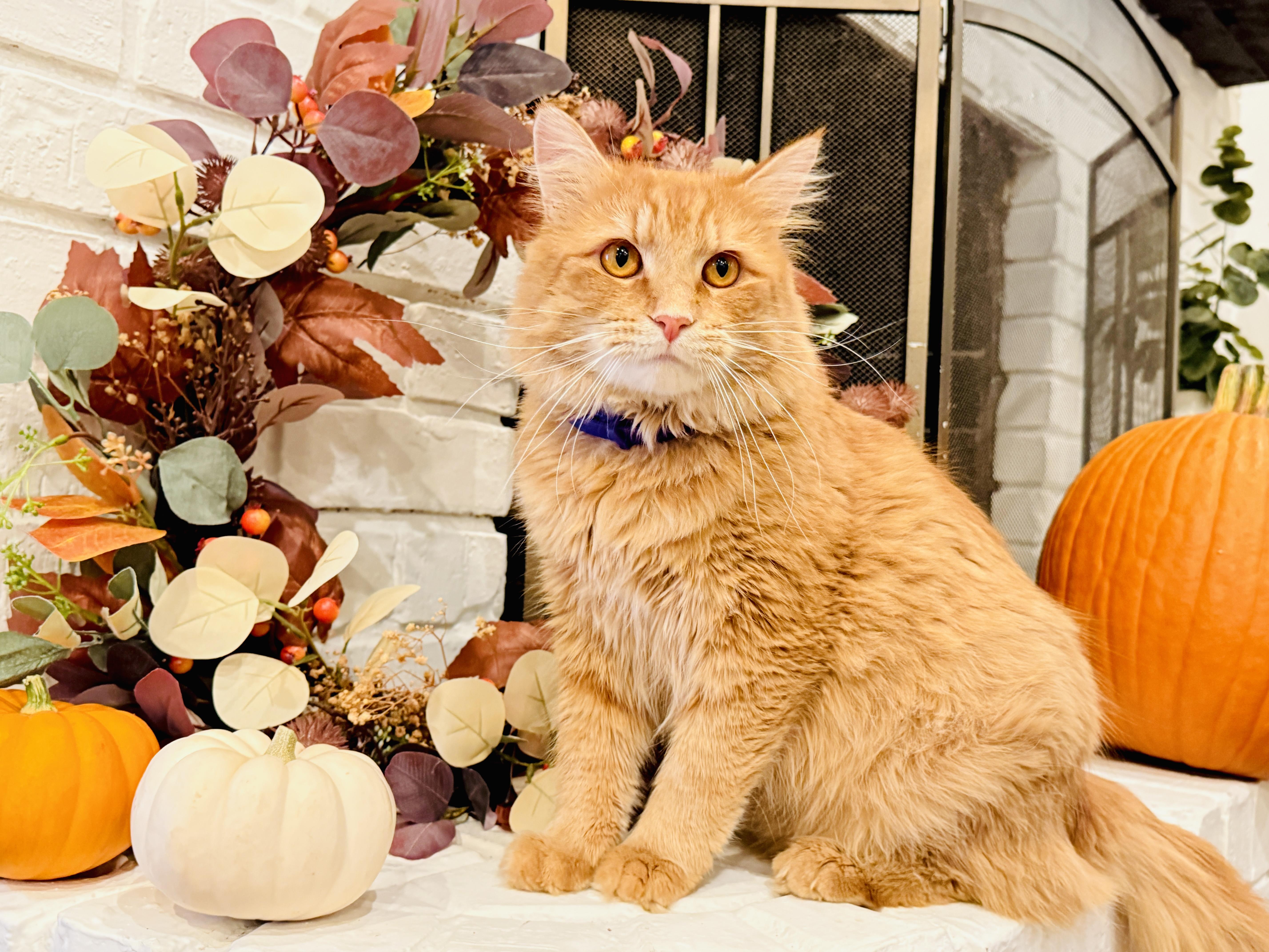 Enlarge Murphy, a Adoptable Domestic Long Hair in Keller, TX image 1/6